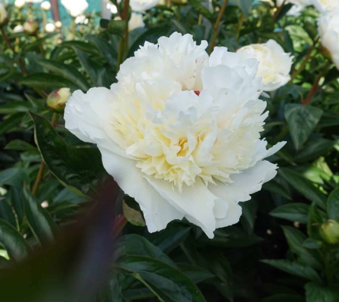 Купить корневище пиона травянистого Брайдл Грейс