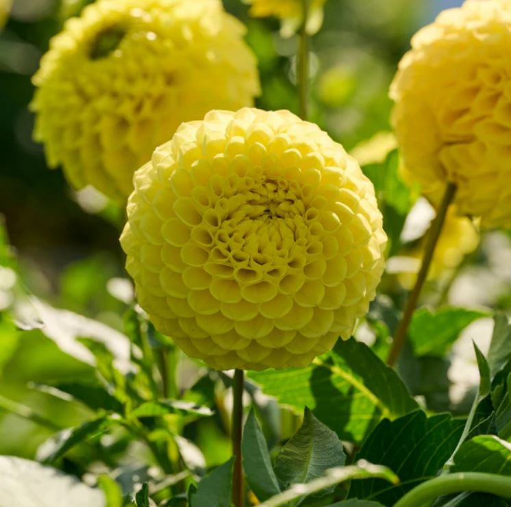 Купити бульби жоржини Брітт