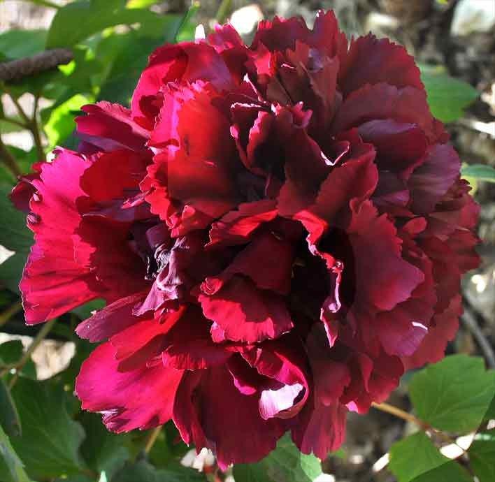 Купити саджанці півонії деревовидної Champion Black Jade Guan Shi Mo Yu