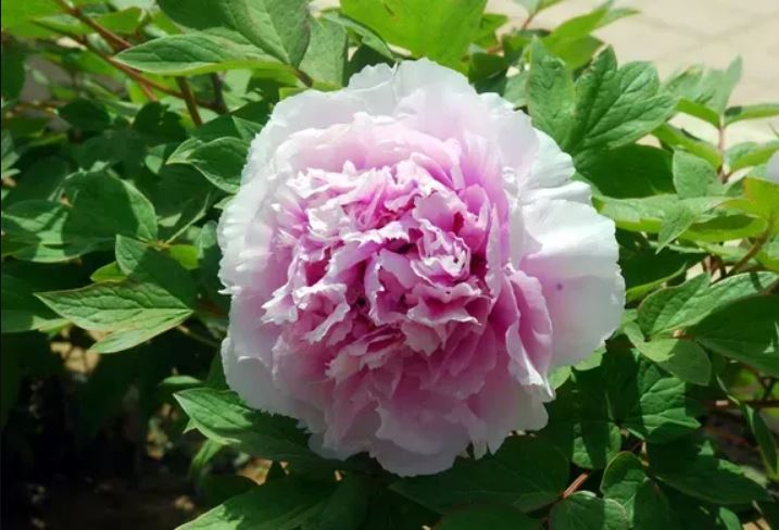 Купити саджанці півонії деревовидної Чармінг Сайтс афтер Рейн Ю Хоу Фен Гуан