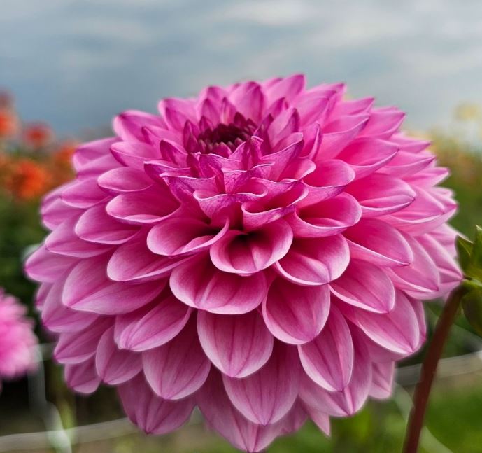 Купити бульби жоржини Чикаго