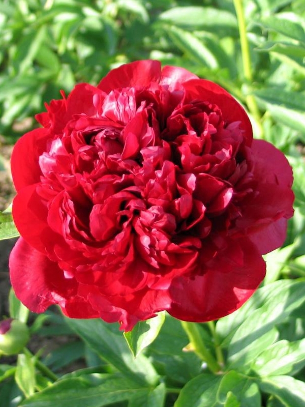 Купить корневище пиона травянистого Кристмас Вельвет