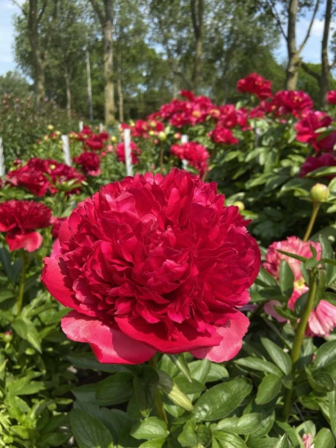 Купить корневище пиона травянистого Комманд Перфоманс