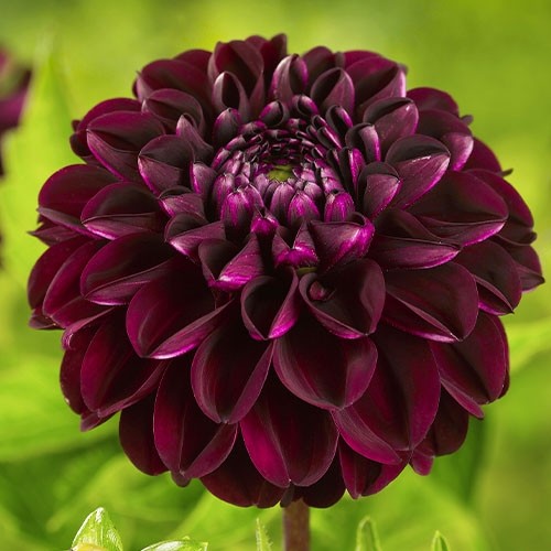 Купить клубни георгины Дарк Спирит