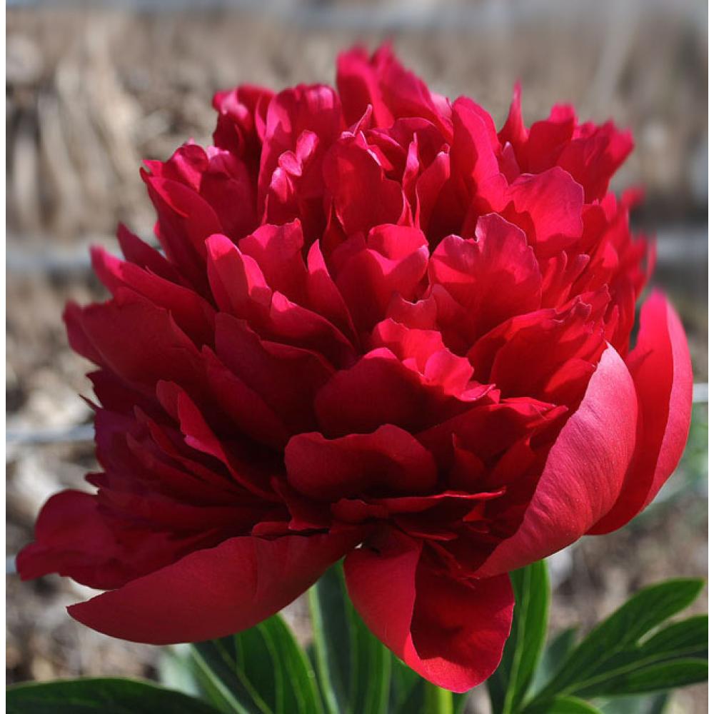 Купить корневища пиона травянистого Диана Паркс