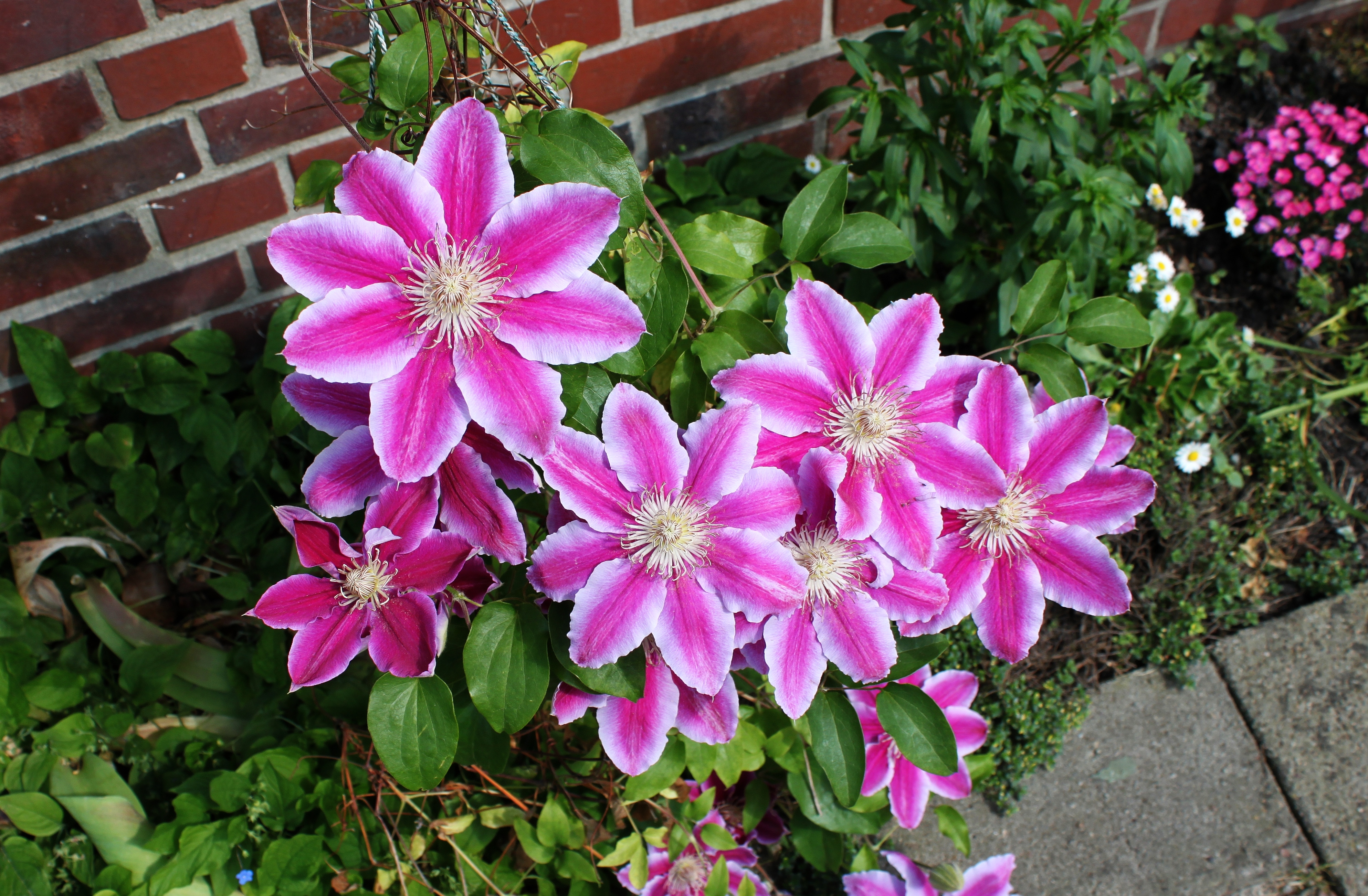 Купити саджанці клематису Доктор Руппель