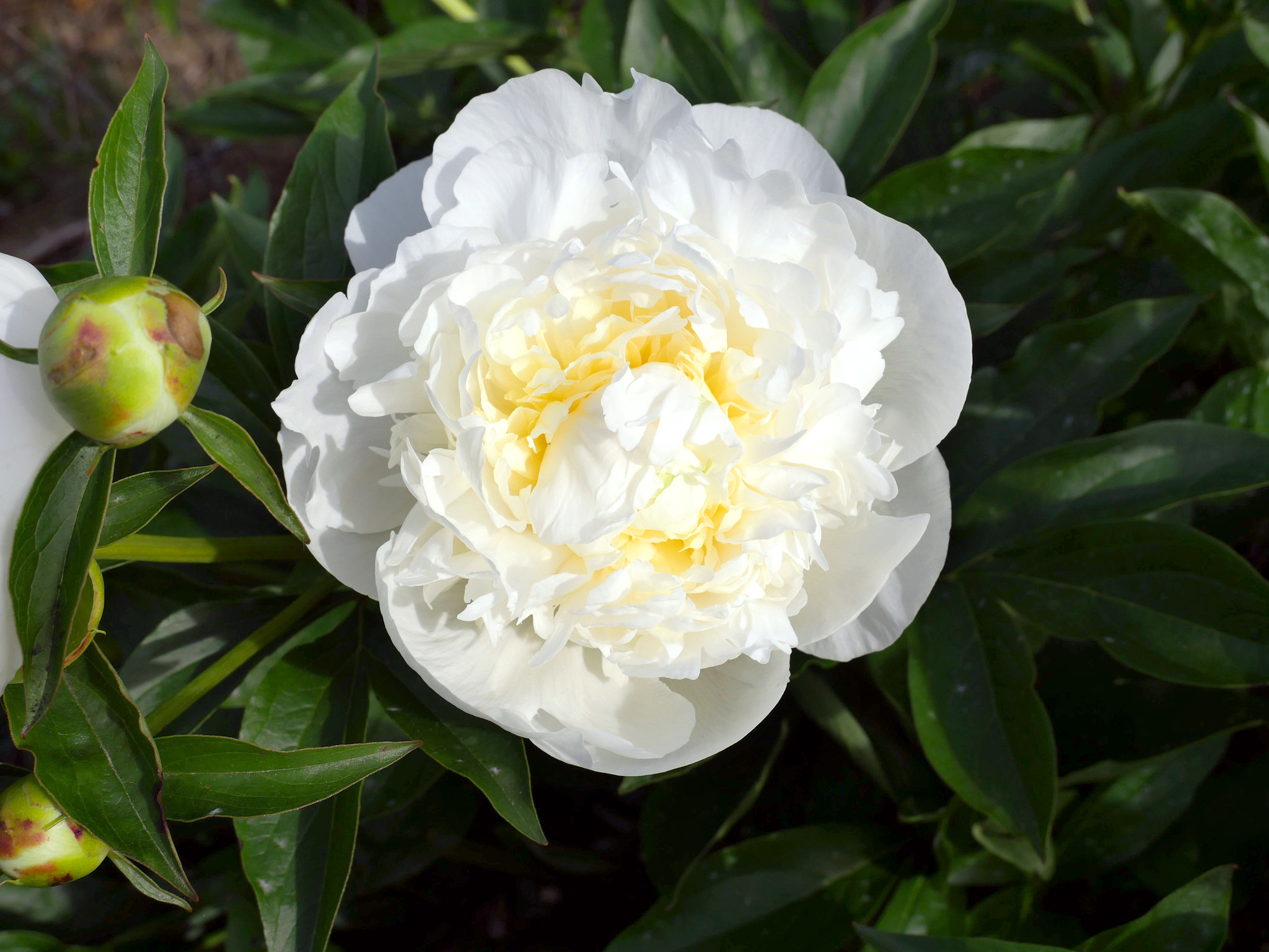 Купить корневище пиона травянистого Дюшес де Немур