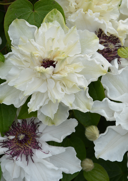 Купити саджанці клематиса Ферст Лайт