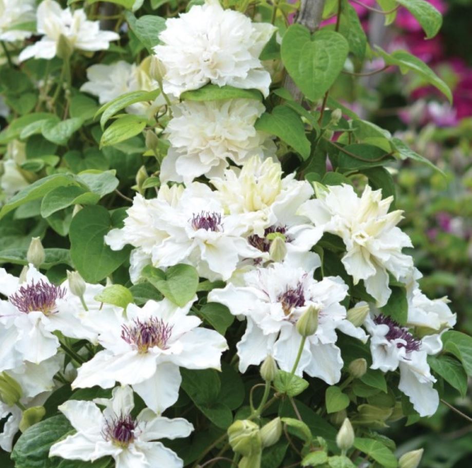 Купити саджанці клематиса Ферст Лайт