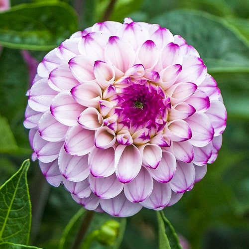 Купити бульби жоржини Дженова