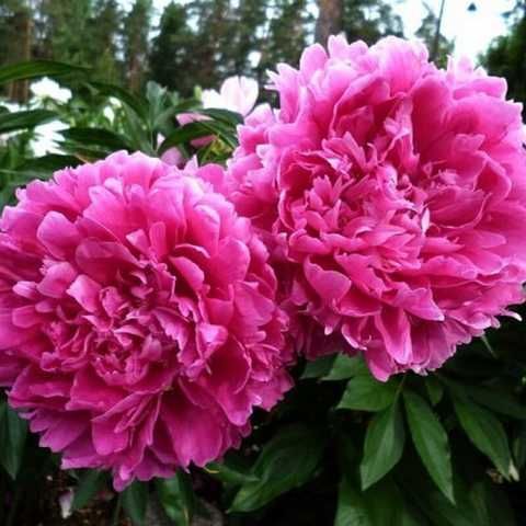 Купить корневище пиона травянистого Глори Аллилуйя