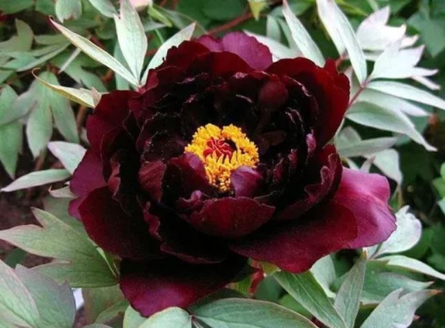 Купити саджанці півонії деревовидної Hatsugarasu Chu Wu