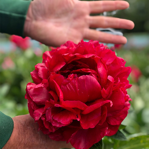 Купить корневище пиона травянистого Генри Бокстос