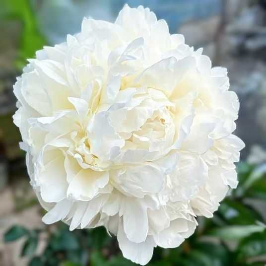 Купить корневища пиона травянистой Генри Сасс