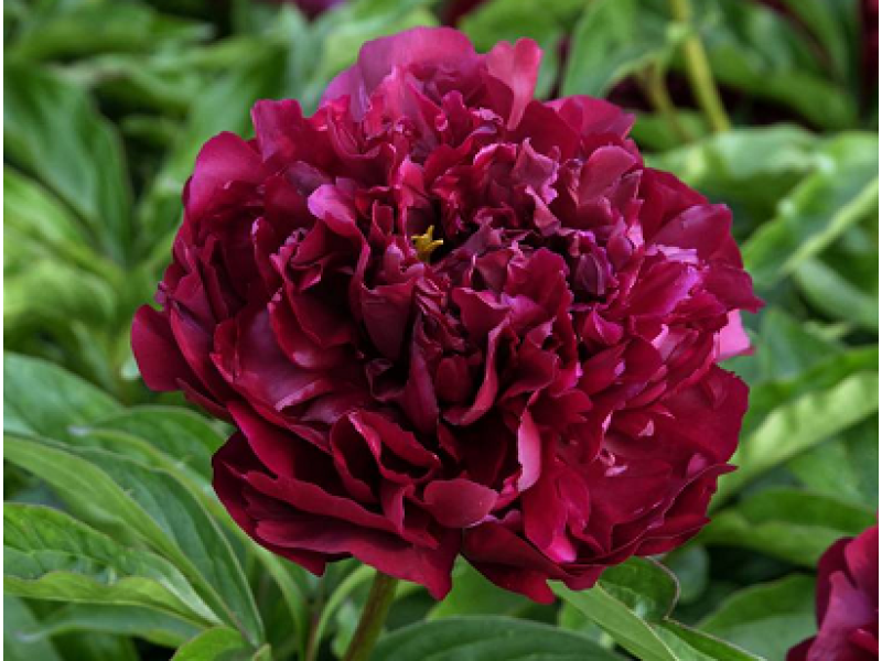 Купить корневище пиона травянистого Хайлайт