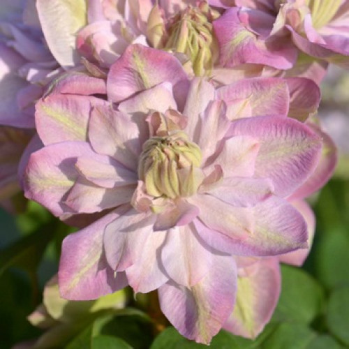 Купити саджанці клематису Інносент Блаш