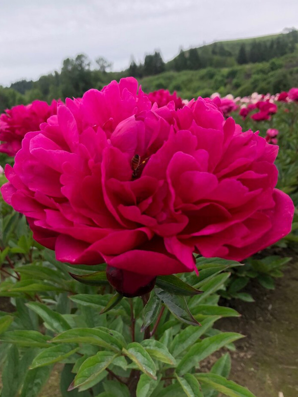 Купить корневище пиона травянистого Канзас