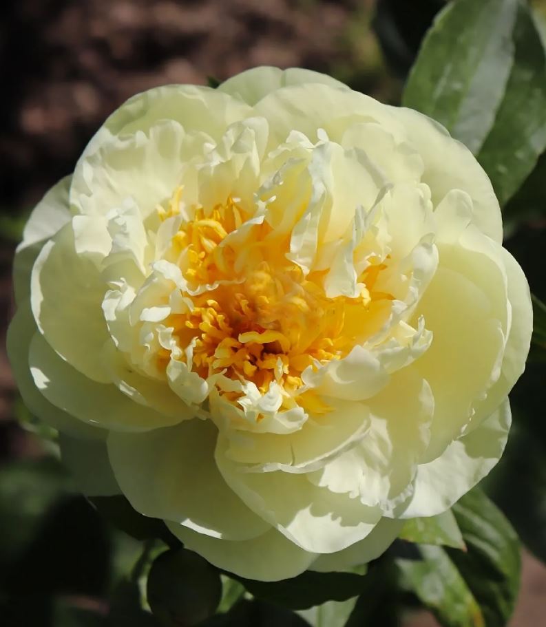 Купить саженцы пиона травянистого  Лемон Шиффон