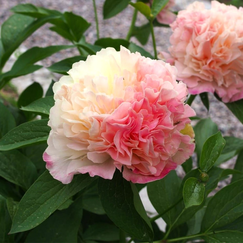 Купить саженцы пиона травянистого Lois Choice