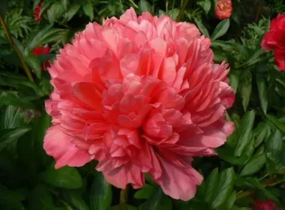 Купить корневище пиона травянистого Лорелей