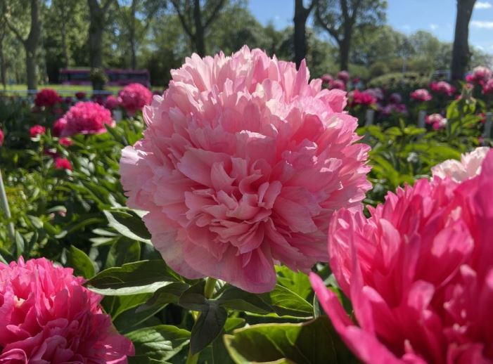 Купить корневище пиона травянистого Мэри Джо Легаре