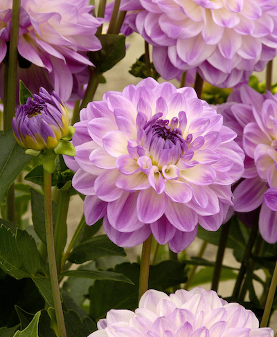 Купити бульби жоржини Медітеранє