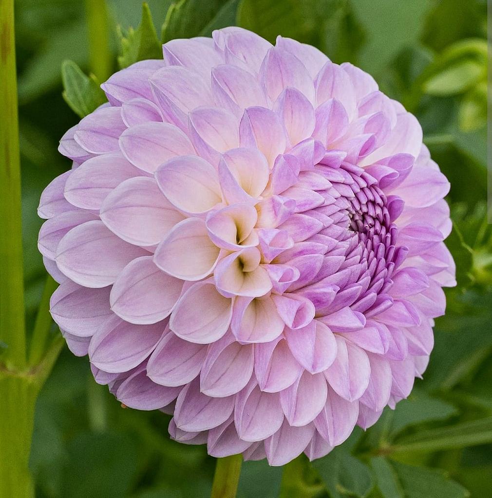 Купить клубни георгины Меган Дин