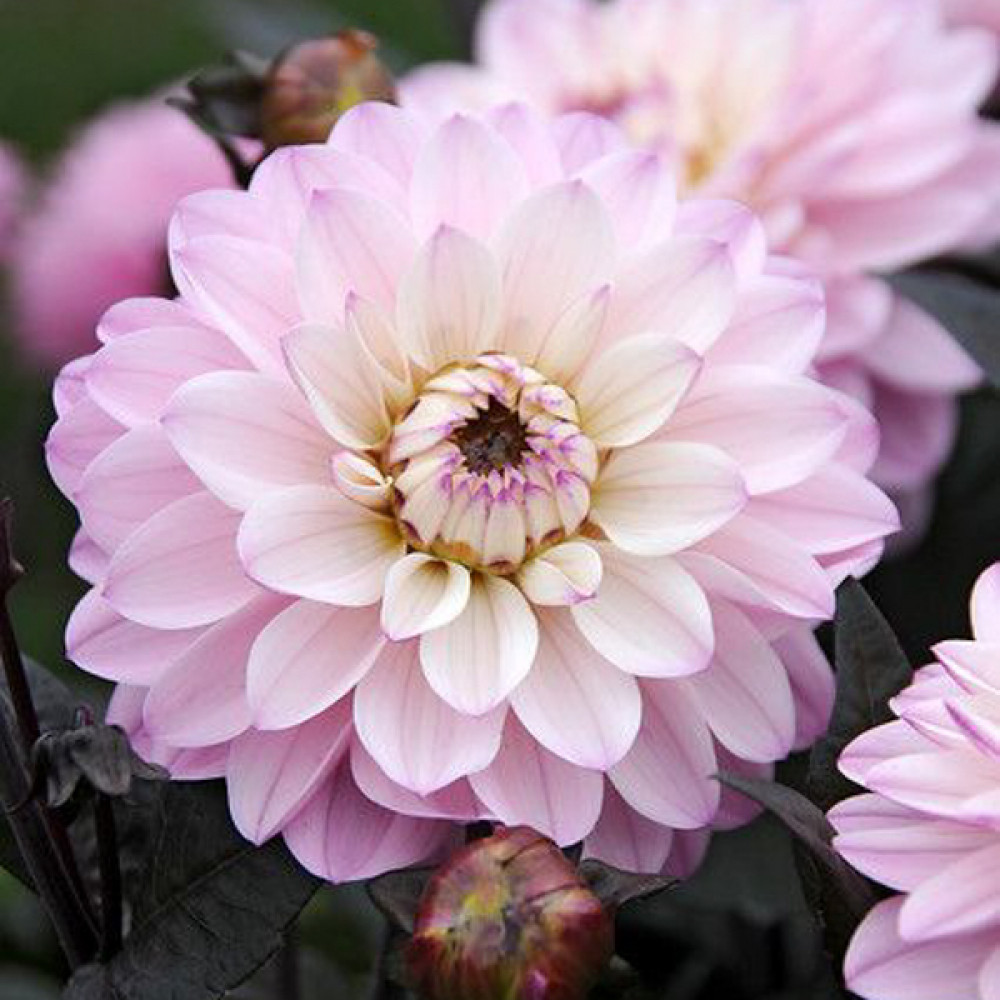 Купить клубни георгины Мелоди Хармони