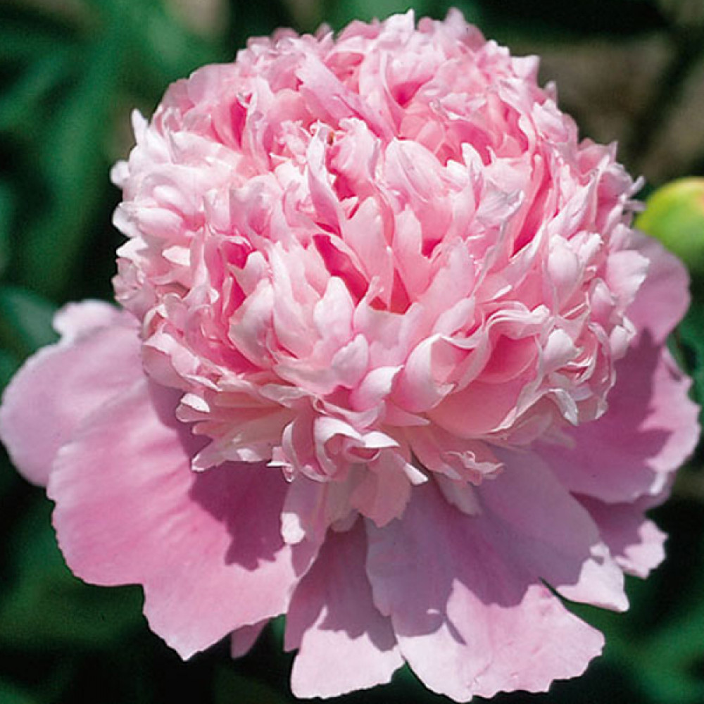 Купить корневище пиона травянистого Монс Джульс Эли