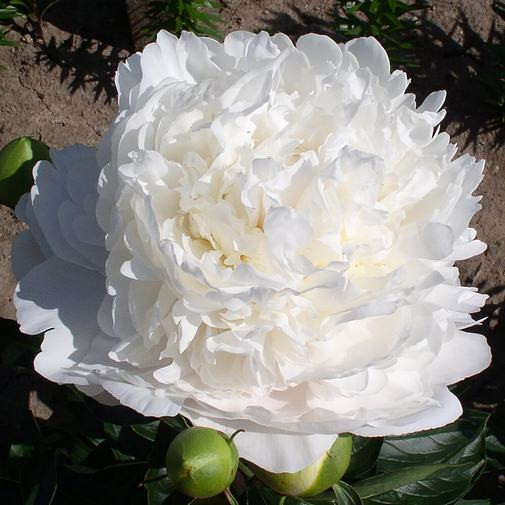 Купить корневище пиона травянистого  Мун овер Баррингтон