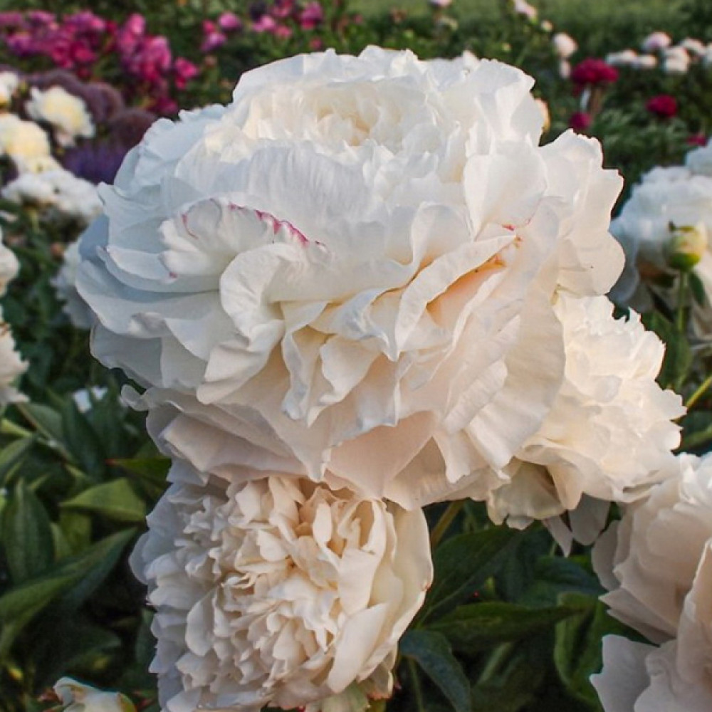 Купить корневище пиона травянистого Мазерс Чойс