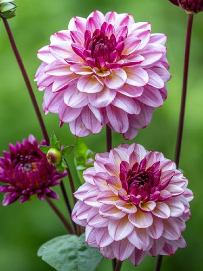 Купити бульби жоржини Мучача