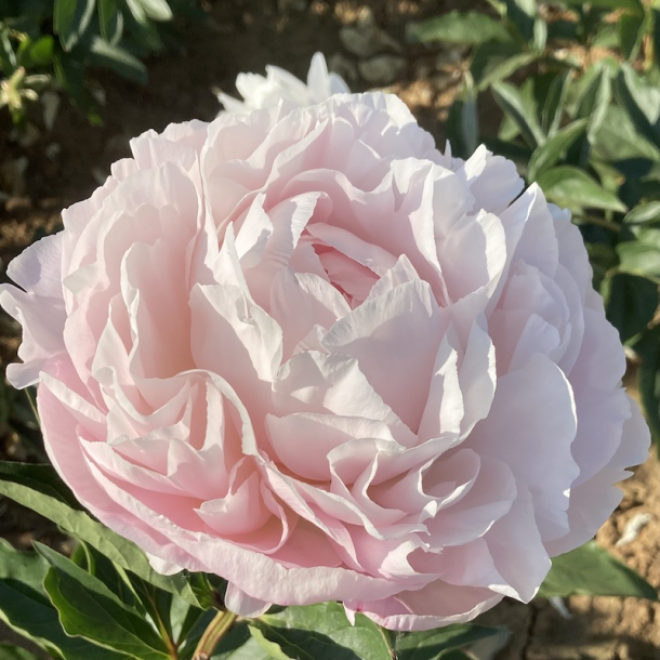 Купить корневище пиона травянистого Ник Шейлор