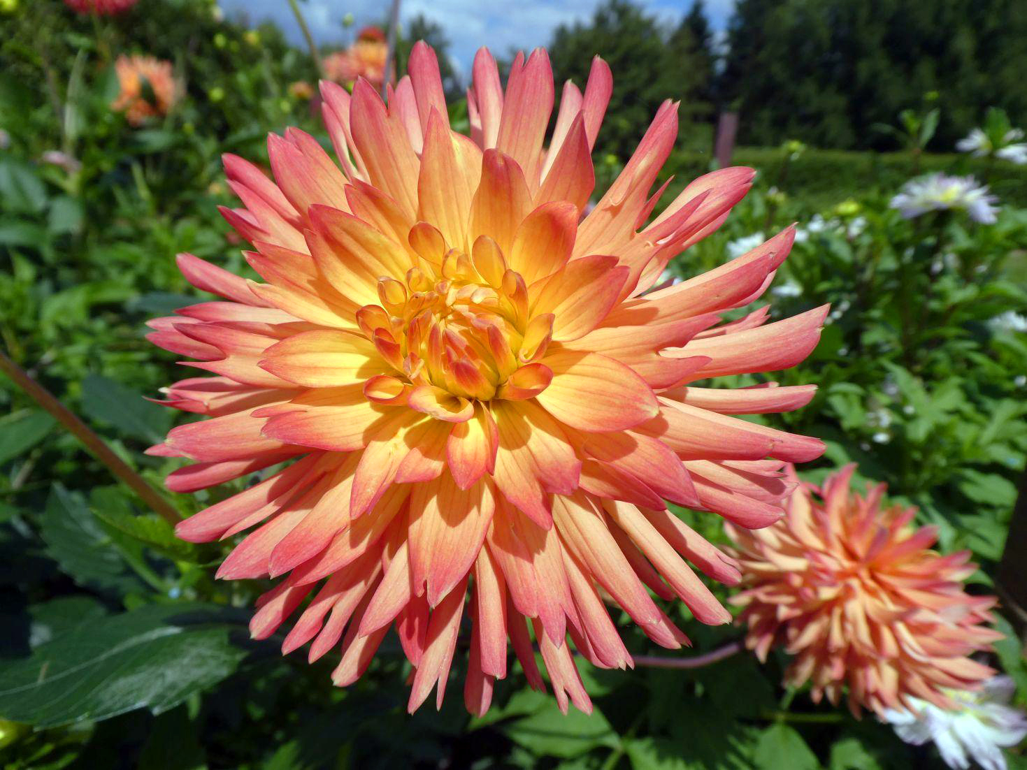 Купити бульби жоржини Омега