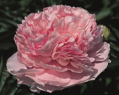 Купить корневище пиона травянистого Пинк Парфе