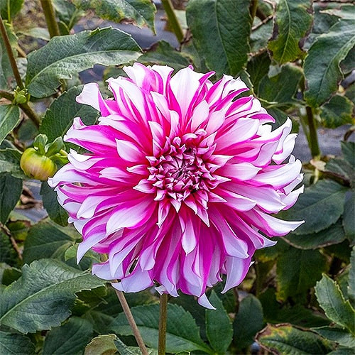 Купить клубни георгины Радегаст