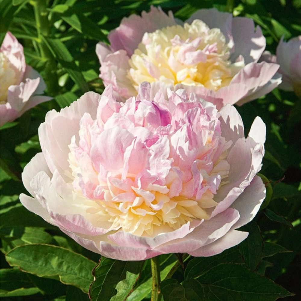 Купить корневище пиона травянистого Разбери Санде