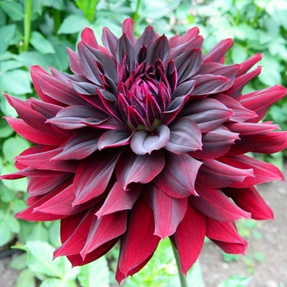 Купити бульби жоржини Ріп Сіті 