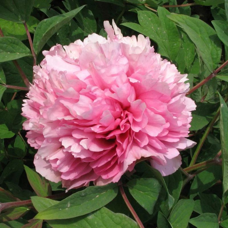 Купити саджанці півонії деревовидної Shandong Pink Lu Fen