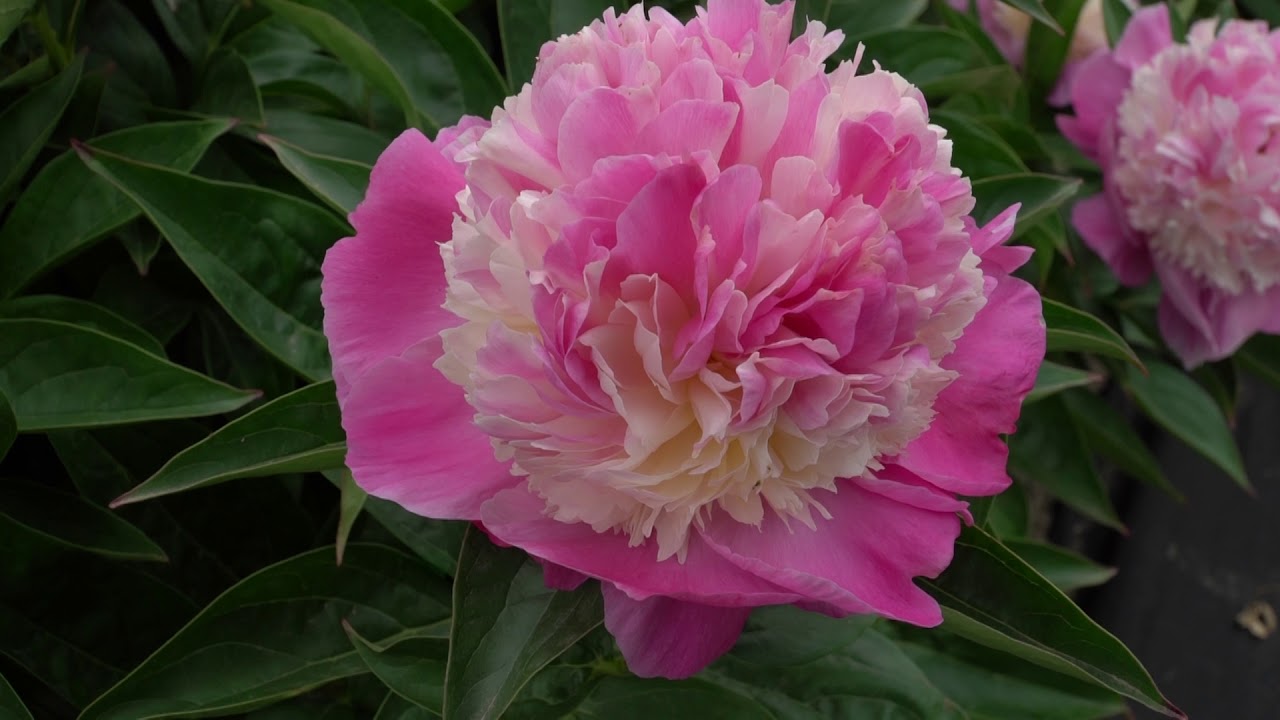 Купить саженцы пиона травянистого Шис Май Стар