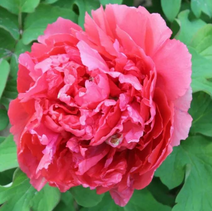 Купити саджанці півонії деревовидної Ши Ба Хао