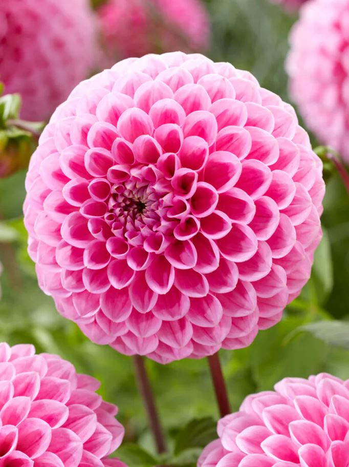 Купить клубни георгины Свит Фабьен