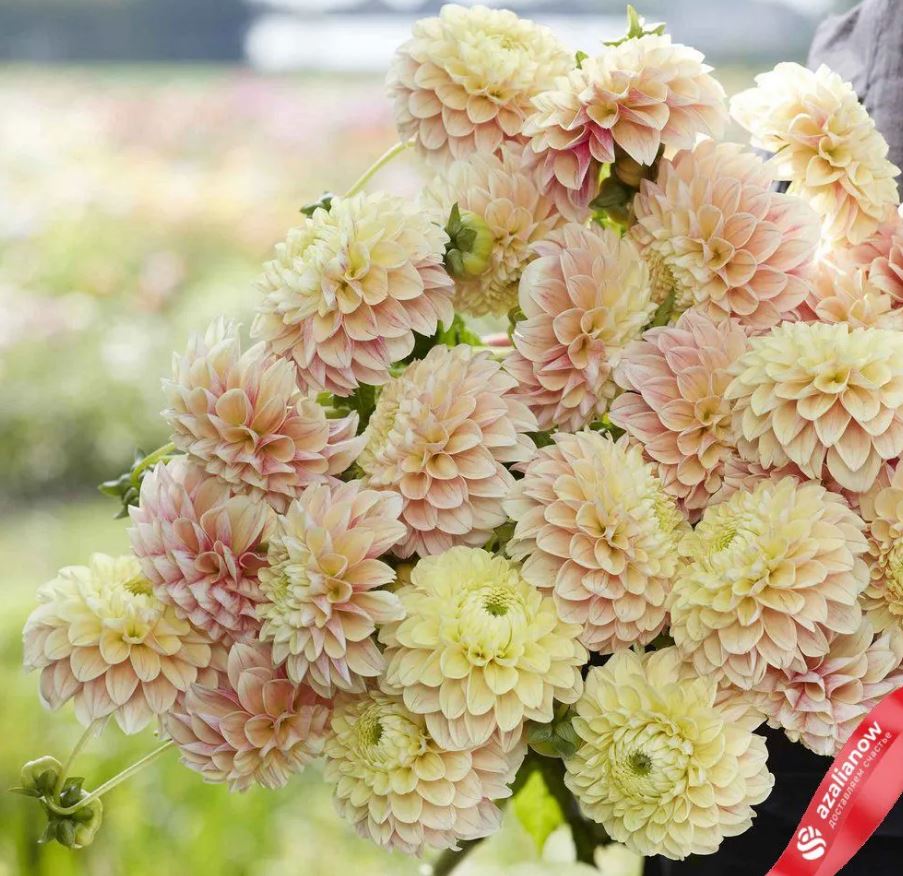 Купить клубни георгины Свит Сюзанн