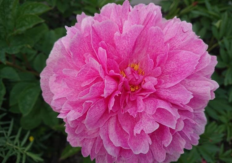 Купить корневище пиона травянистого Зе Фан