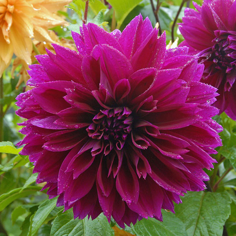 Купити бульби жоржини Томас А.Едісон