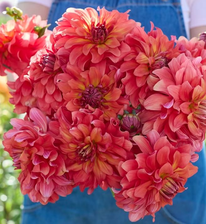 Купити бульби жоржини Тайтан Лайтхаус