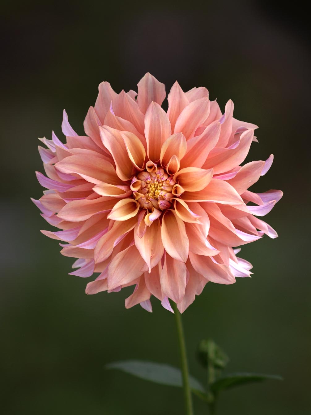 Купити бульби жоржини Тарелл