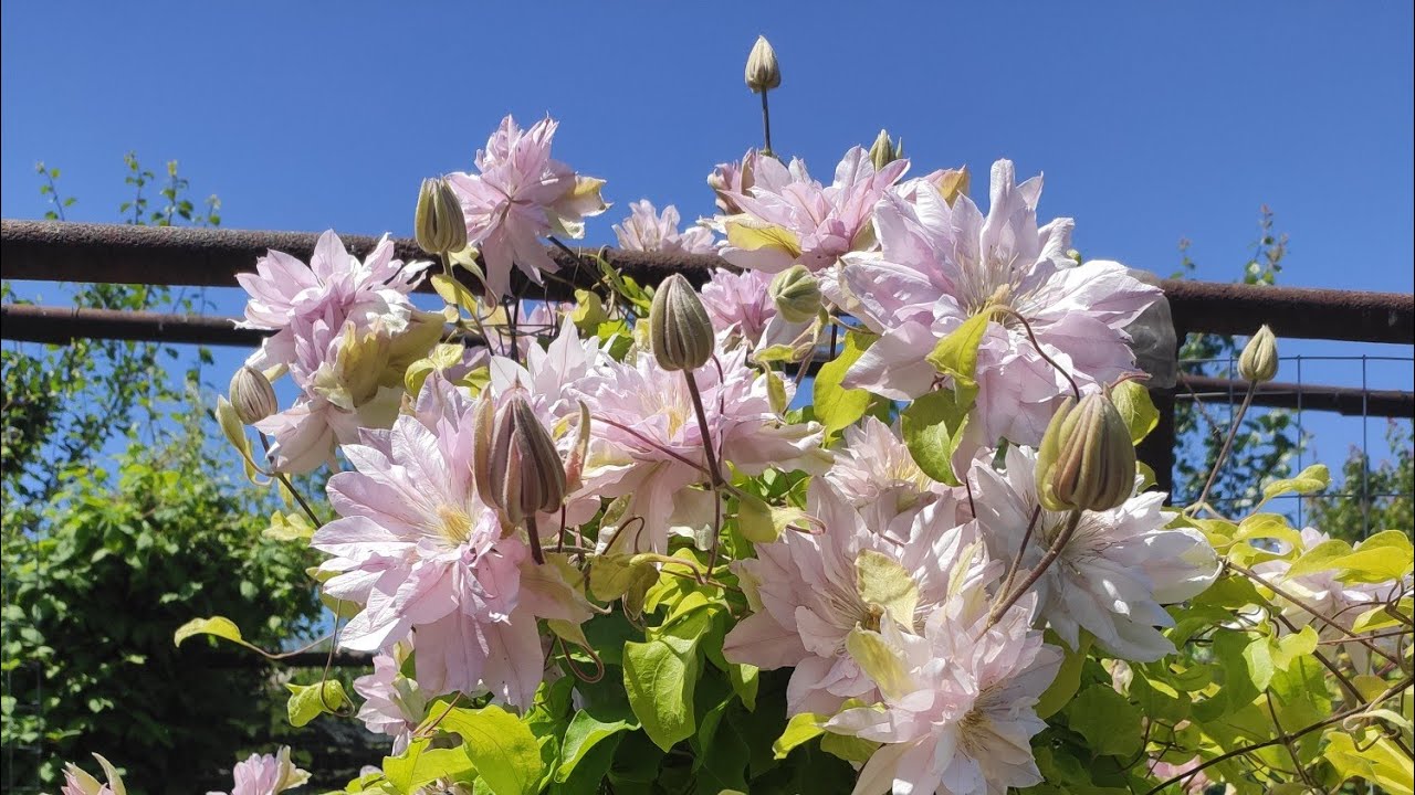 Купити саджанці клематиса Віолет Елізабет