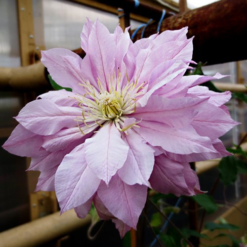 Купити саджанці клематиса Віолет Елізабет