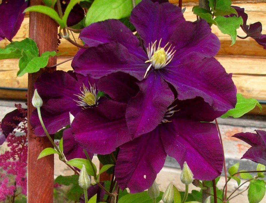 Купити саджанці клематиса Варшавська Ніч